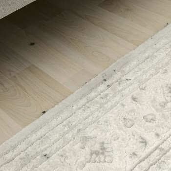 Arçelik RS9221 Robot Süpürge Motor Değişimi Sonrası Kir Dağıtma Ve İade Talebi