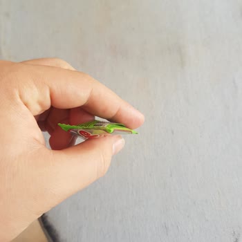 Gross Markette Boş Ekşi Yüz Paketi Satın Aldım