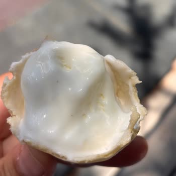 Migros Jet Algida Dondurmasında Böcek Bulunması Sağlık Riski