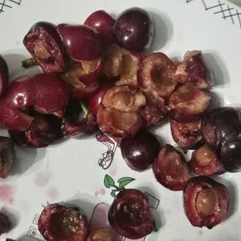Çelikkayalar Market 220 TL'lik Paketli Kirazların Kurtlu Ve Çürük Çıkması
