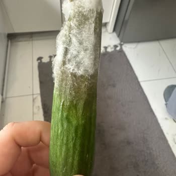 Arçelik Buzdolabı Arızası Üç Yıldır Çözülmedi, Müşteri Sağlığı Ve Tazminat Talebi