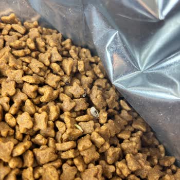 Güve Yumurtaları İçeren Royal Canin Köpek Maması