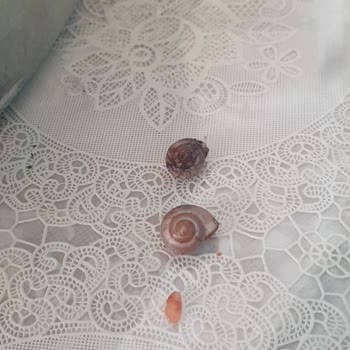 İçinde Böcek Olan Yapraklar Ve İade Talebine Cevapsızlık