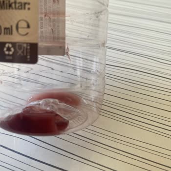 Fıçı Üzüm Sirkesinde Sirke Anası Ve Aşırı Kötü Koku