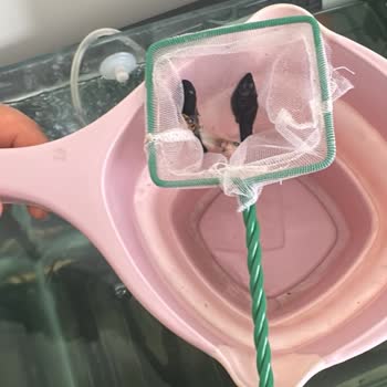 Canlıpetshop Tüm Balıklar Ölmüştü