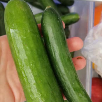 Migros Şubesinde Silor Salatalıkta Yanıltıcı Paketleme