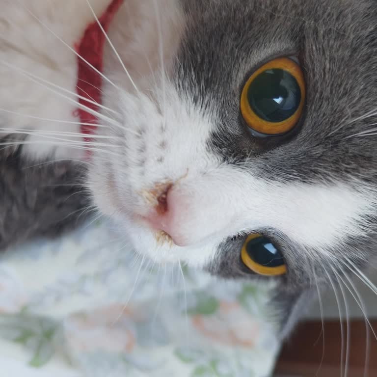 Belediye Veteriner Kliniğinde Yetersiz Tetkik Ve Yanlış Tedavi Nedeniyle Kedinin Ölümü