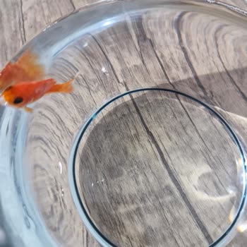 Balo Petshop Hastalık Kontrolü Olmadan Balık Satışı