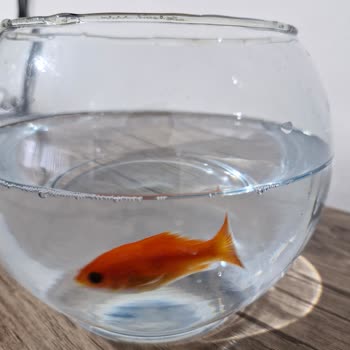 Balo Petshop Hastalık Kontrolü Olmadan Balık Satışı