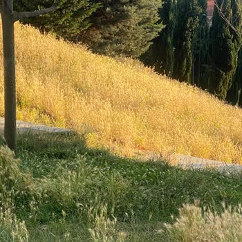 Azerbaycan Dostluk Parkı’nda Bakımsız Otopark Ve Alkol Tüketimi