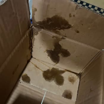 Jumbo Boy Eriklerde Çürüklük Ve Satıcı İletişimsizliği