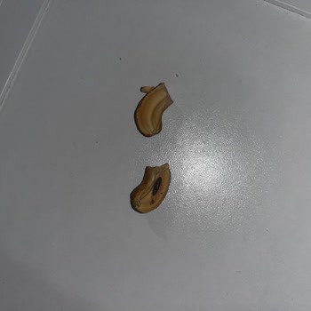 Adana Yeşilevler Bulutlar Kuruyemiş’ten Kaju İçinde Larva Görülmesi