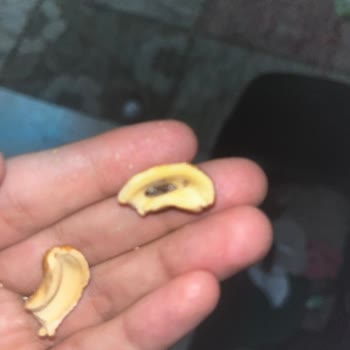 Adana Yeşilevler Bulutlar Kuruyemiş’ten Kaju İçinde Larva Görülmesi