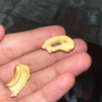 Adana Yeşilevler Bulutlar Kuruyemiş’ten Kaju İçinde Larva Görülmesi
