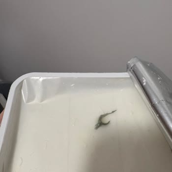 Ekici Markalı Süzme Peynirde Yabancı Nesne Bebeğimi Endişelendirdi