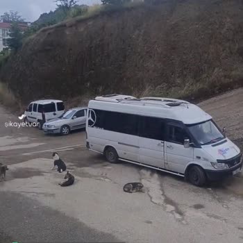 Düzce Belediyesi Köpek Saldırısı Ve Koruma