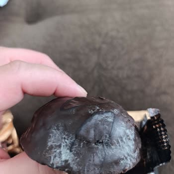 Torku Çikolatalı Kekte Küflenme Ve Sağlık Riski