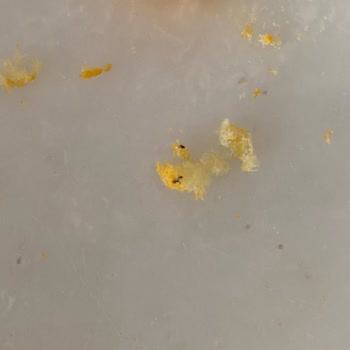 Cheetos Peynirli Cipste Böcek Benzeri Yabancı Madde