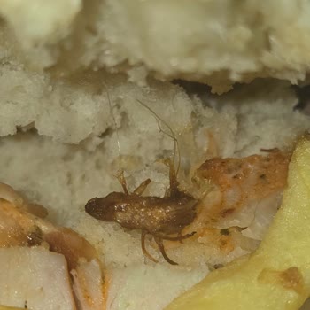 Yemeksepeti Etibeyaz Dönerinde Böcek Bulunması ve Hijyen İhmali