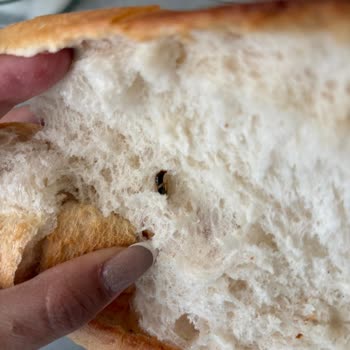 Ekmekte Canlı Böcek Bulunması Hijyen Ve Güvenlik Endişesi