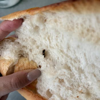 Ekmekte Canlı Böcek Bulunması Hijyen Ve Güvenlik Endişesi