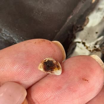 Kahve Dünyası Çikolatasındaki Sert Kakao Nibi Dişimi Kırdı
