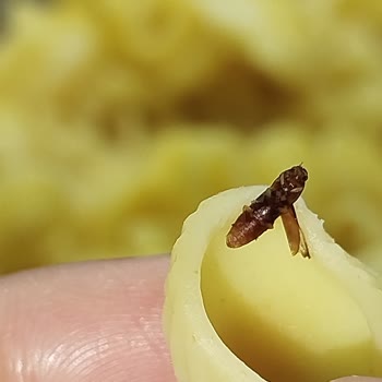 Mantı Makarna İçinde Böcek Bulunması Ve Değişim Talebi