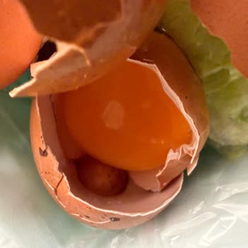 Organik Yumurta Bozuk Çıktı Sağlık Riski Ve Güven Sorunu