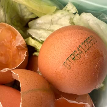 Organik Yumurta Bozuk Çıktı Sağlık Riski Ve Güven Sorunu