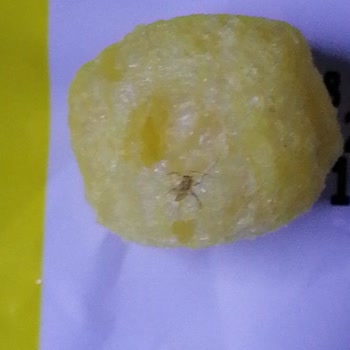 Samba Cipsinde Sinek Bulunduğu İçin Gıda Güvenliği Şikayeti