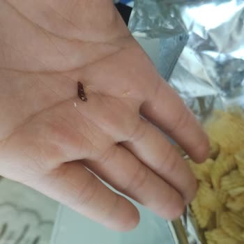 Cipso Cipsinde Böcek Tespiti Ve Kargo Ücreti İtirazı