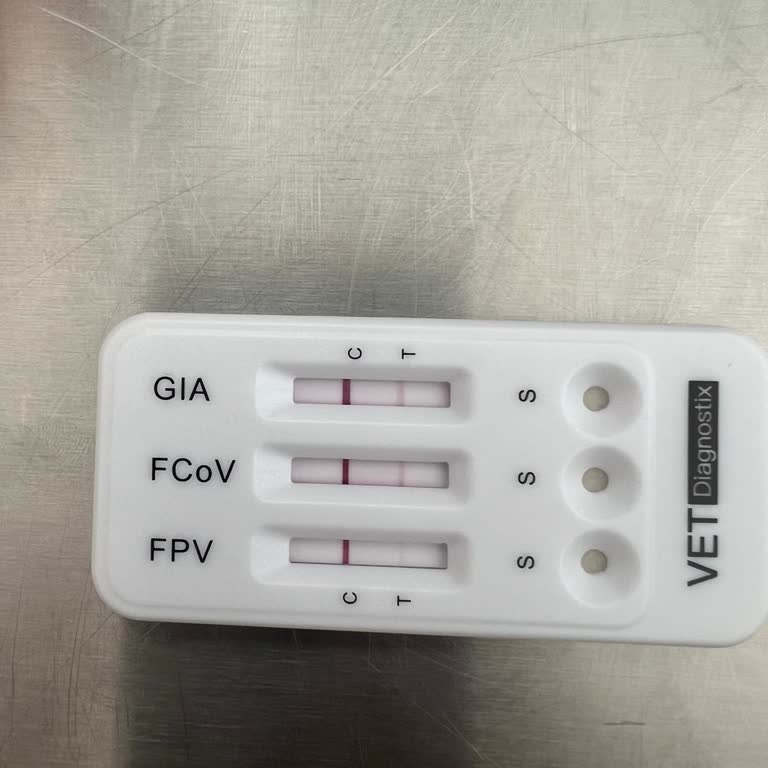 Dr. Luna Veteriner Kliniği Kedimde Hastalıkların Yayılmasına Neden Olan Yetersiz Muayene