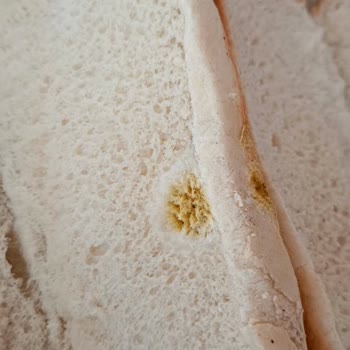 Untad Premium Sandviç Ekmeğinde Küf Oluşumu Ve Sağlık Riski