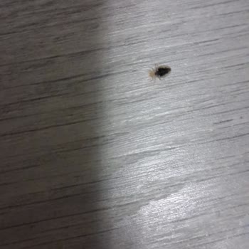 Piranlar Bellona Mobilyalarında Tahta Kurusu Sorunu Ve Çözüm Talebi