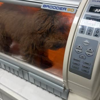Vet Stop Veteriner Kliniği'nde Yanlış Teşhis ve Yanlış Yönlendirme
