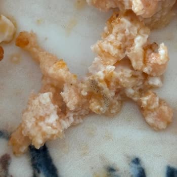 Dardanel Somon Porsiyonunda Larva Keşfi Ve Sağlık Tehlikesi