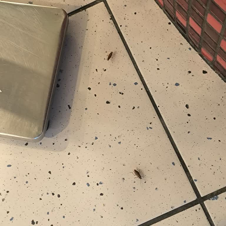 Diyarbakır Forum AVM Yemek Katında Hamam Böcekleri Görüldü
