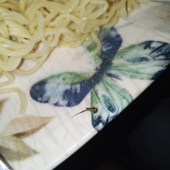 İndomie Noodle’da Böcek Tespiti Ve Sağlık Endişesi