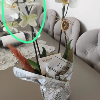Çiçek Sepeti’nden Kırık Orkide Teslim Edildi, İade Gecikiyor