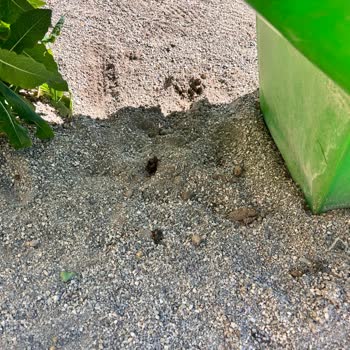 Güllük Parkı Hijyen Sorunu Ve Yetersiz Oyun Alanı