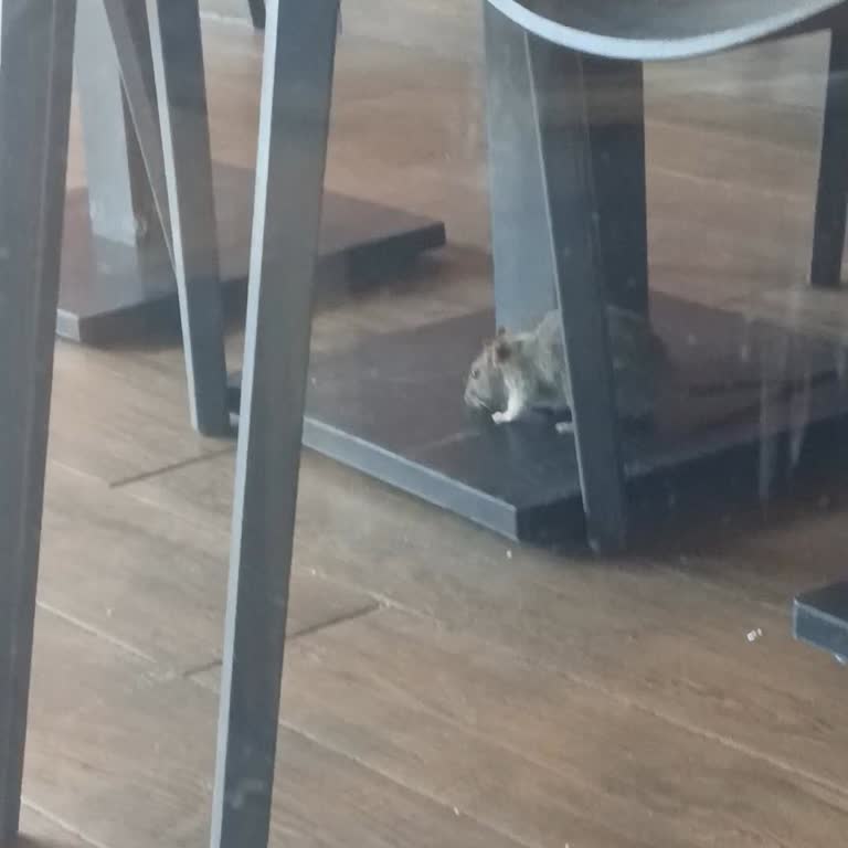 Alemdağ Caddesi Saloon Burger’da Fare Görüldü, Çalışanların İhmaline Karşı Hijyen Şikayeti