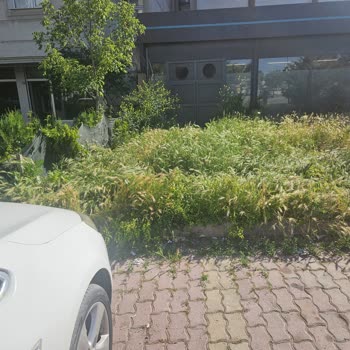 Altın Kalem Sokak A101 Önündeki Otlar Düzensiz Ve Yangın Riski Oluşturuyor