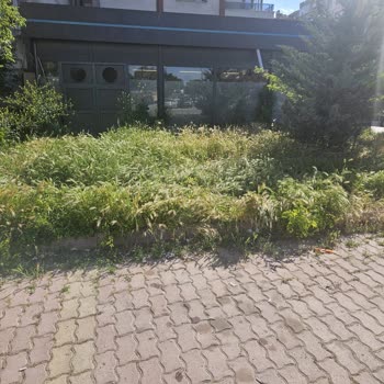 Altın Kalem Sokak A101 Önündeki Otlar Düzensiz Ve Yangın Riski Oluşturuyor