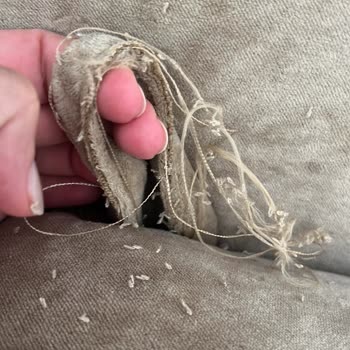 Hatalı Carle Tekli Koltuk Ve Uzayan Değişim Süreci