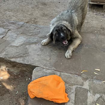 Kuryenin Paketi Köpeğin Önüne Atması Ve Ürün Zarar Görmesi Nedeniyle Değişim Talebi