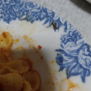A101'den Aldığım Tamek Ketchup'unda Böcek Bulunması
