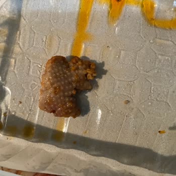 Keskinoğlu Yaprak Tavuk Dönerde Saç Ve Deri Parçası Bulundu