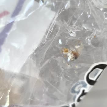 Yayla Osmancık Pirinçte Kurtlanma Sorunu Ve Değişim Talebi