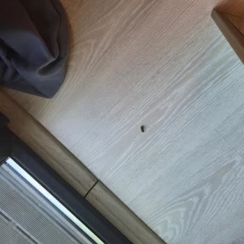 Sapanca Moon Bungalov Kirli Bungalovda Hijyen Sorunları