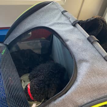 Brave Paws Yanıltıcı Kapasite Ve Cevapsız Müşteri Hizmetleri Nedeniyle Ürün Kullanılamaz